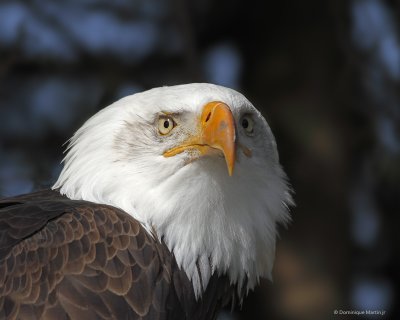 Pygargue à tête blanche / Bald Eagle 567