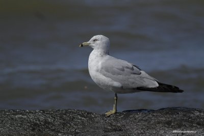 Goéland à Bec Cerclé / Ring-billed Gull 3023