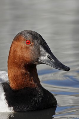 Fuligule  dos blanc / Canvasback  2416