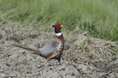 Faisan à collier / Common Pheasant 5092