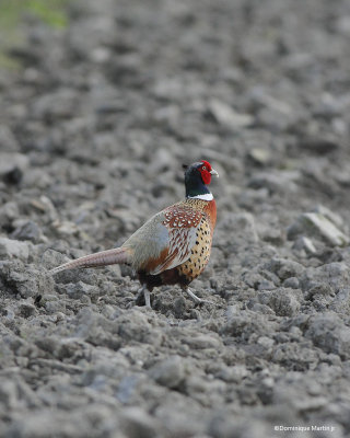 Faisan de Colchide / Common Pheasant 5109
