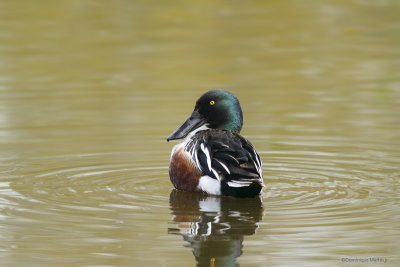 Canard Souchet / Northern Shoveler 4778