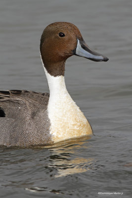 Canard Pilet / Northern Pintail 4596