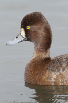 Petit Fuligule / Lesser Scaup 4586