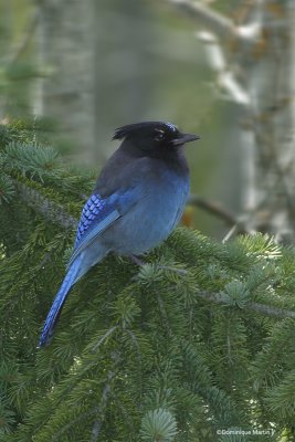 Geai de Steller / Steller Jay 6048