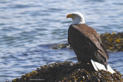 Pygargue à tête blanche / Bald Eagle 5387