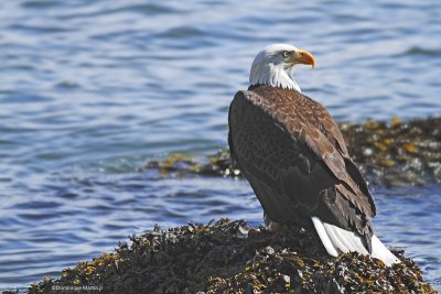 Pygargue à tête blanche / Bald Eagle 5397