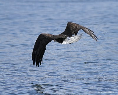 Pygargue à tête blanche / Bald Eagle 5486
