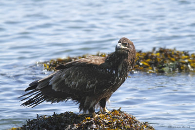 Pygargue à tête blanche / Bald Eagle 5506