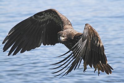 Pygargue à tête blanche / Bald Eagle 5516