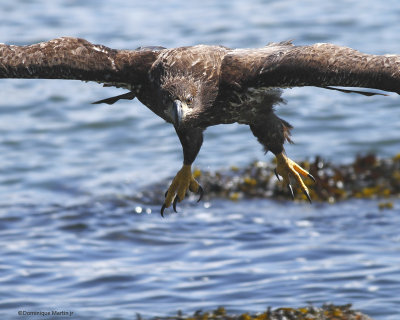 Pygargue  tte blanche / Bald Eagle 5524