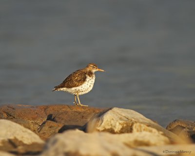 Chevalier Grivel / Spotted Sandpiper 6620