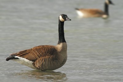 Bernache du Canada  / Canada Goose 6519