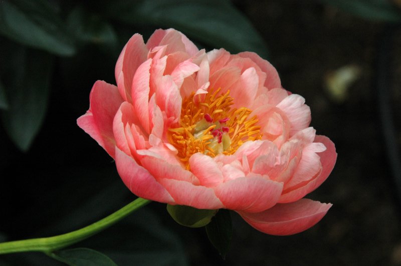 New York Botanical Garden
