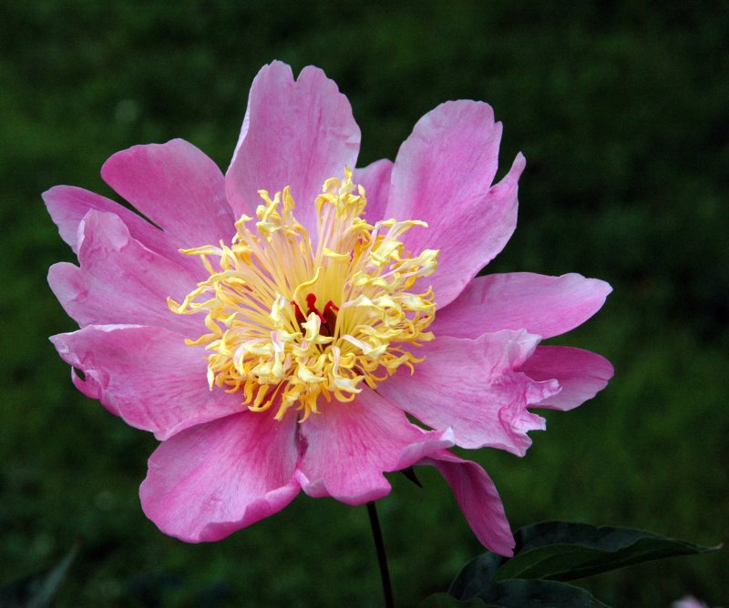 New York Botanical Garden