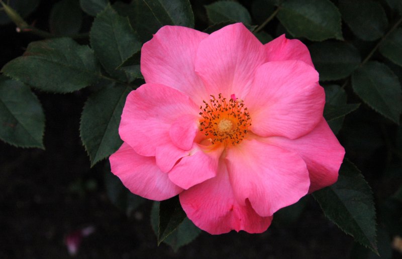 New York Botanical Garden