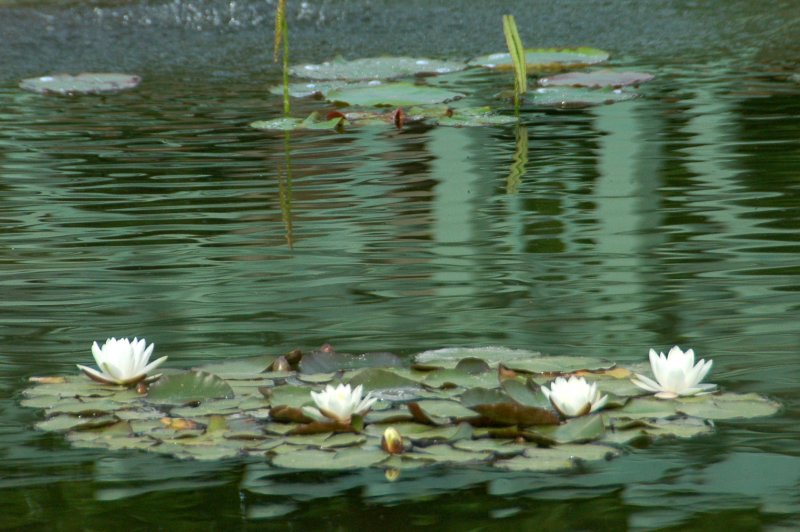 Old Westbury Gardens