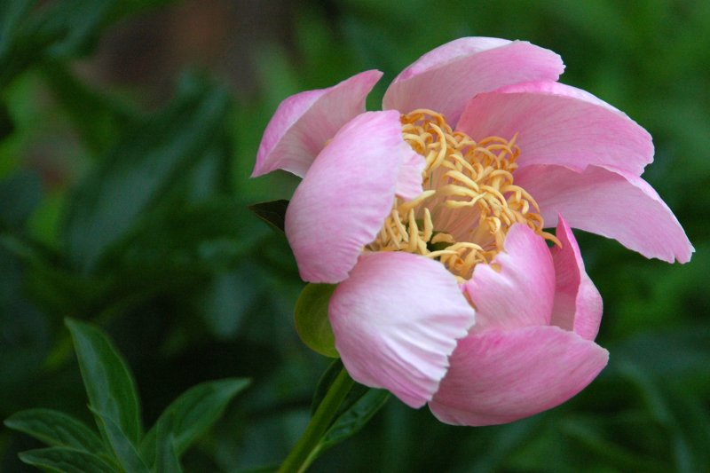 Old Westbury Gardens