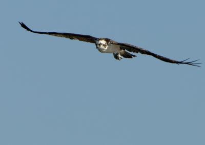 Osprey Flight_2462.jpg