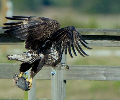 g3/12/9712/3/54919476.Fledglings2.jpg