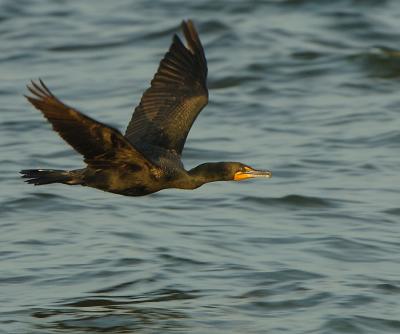 Cormorant Flight.jpg