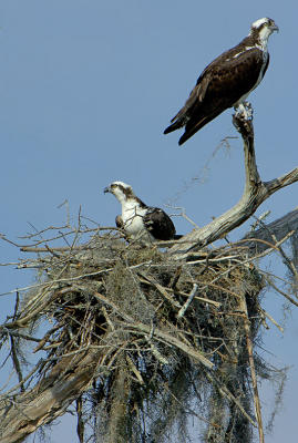 Osprey_Nest.jpg