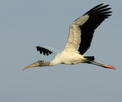 Wood Stork Flight.jpg