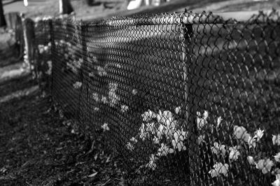 fence_BW.jpg