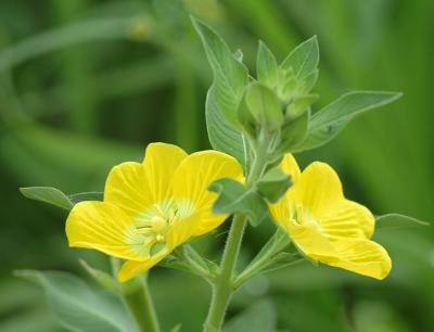 Yellow_Wildflower.jpg