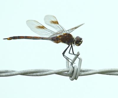 Dragonfly.jpg