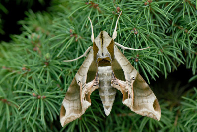 Leaf Moth.jpg