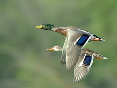 Mallards Flight_9464.jpg
