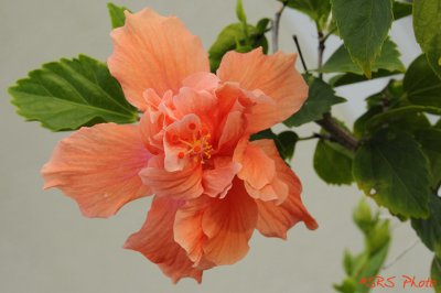 Hibiscus_1.jpg