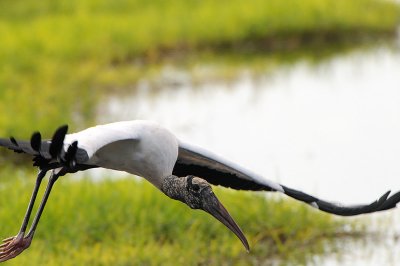 Wood-Stork_1862.jpg