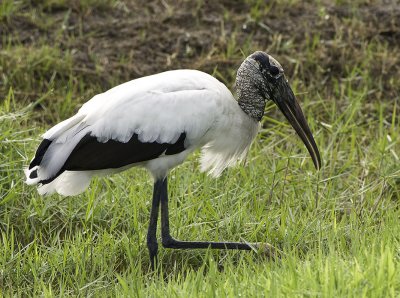 Wood-Stork_1858.jpg