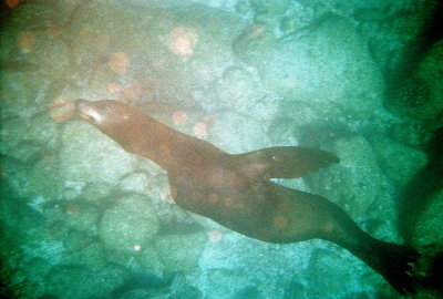 Sea Lions