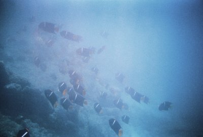 Baja (2010)