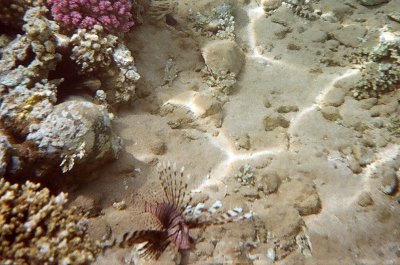 Lionfish