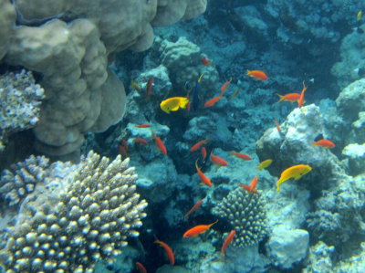 Red Sea (2010)