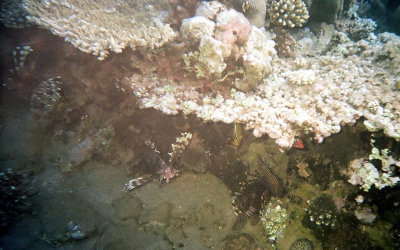 Lionfish