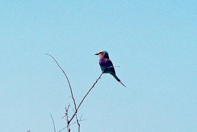 Lilac-breasted Roller