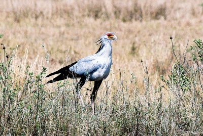 Secretarybird - Samburu