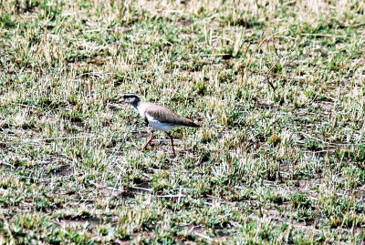 Crowned Lapwing