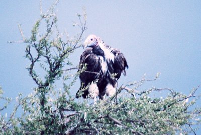 White-headed Vulture