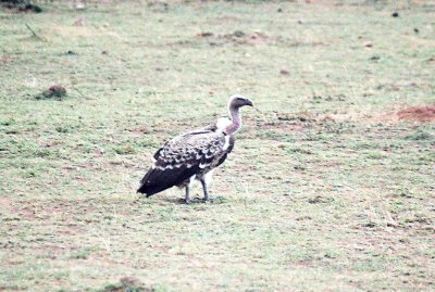 Ruppell's Griffon Vulture