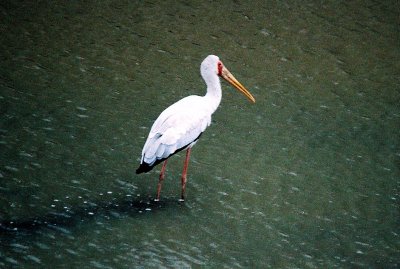 Yellow-billed Stork