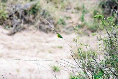 Cinnamon-chested Bee-eater - Masai Mara