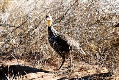 Yellow-necked Spurfowl - Samburu
