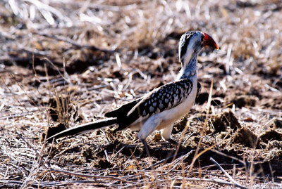 Red-billed Hornbill Saburu