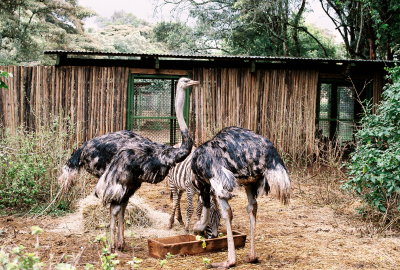 Ostriches - Nairobi Safari Park